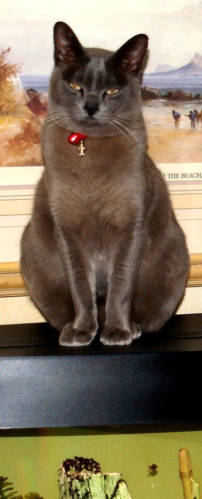 Velvalura Romeo - or Ben to his friends - on top of the fishtank, his favourite spot in winter, because of the warmth from the lights under the lid. Clocking in at 6kg, there were winters when we wondered if he would go straight through and join the fishes!